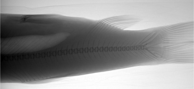 寵物X光機DR、寵物X光機豪華床