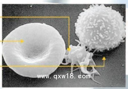 泰利信 半自動(dòng)血小板聚集儀 AG400