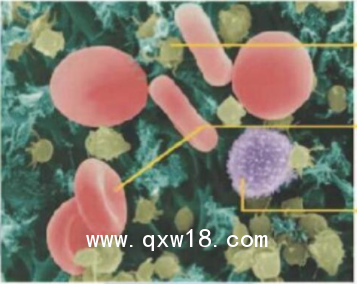 泰利信 半自動(dòng)血小板聚集儀 AG400