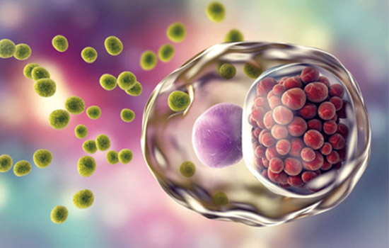 宮腔填塞吸附栓、陰道填塞吸附栓、陰道填塞止血吸附栓